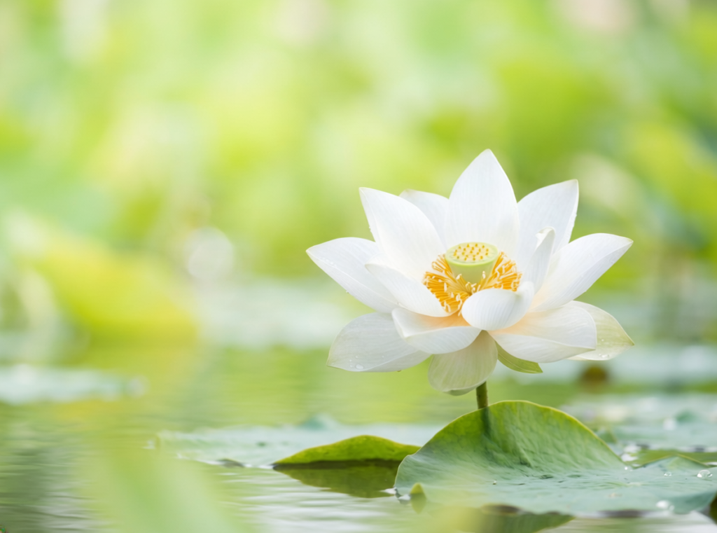 le lotus : l'équilibre du DPO externalisé